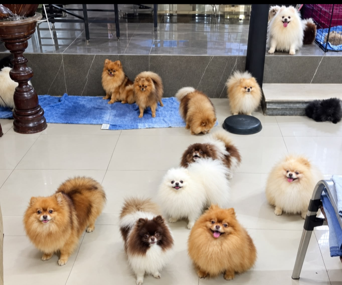 Spitz alemão